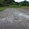 田んぼは難しい　なかなか憂鬱なのだ