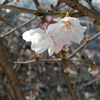 もう桜満開の兆し