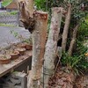 玄関の門柱左の、昨日枝を落とした庭木の幹も