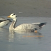 Bar-headed Goose インドガン (インドの鳥その98)