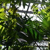 京都府立植物園に行ってきた
