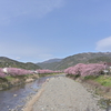 河津桜は圧巻だった。