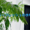 エバーフレッシュの葉が変になって落ちてしまった！水切れの症状とその原因。そして対策は？