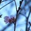 四季桜