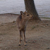 奈良公園ツーリング