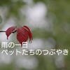 雨の一日  ペットたちのつぶやき