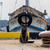 家島諸島のねこさん