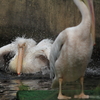 金沢動物園に行ってきました。