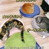 きなこちゃんとミケ茶、つみれちゃんがいっぱい18　猫3匹と暮らす夫婦