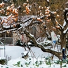 Fri.　井川路・雪と果物