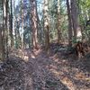 谷津田沿いの整備　と　(=^・^=) 海の舌