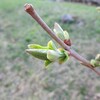 春の芽吹き　春の蛙