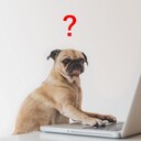 ひろき犬