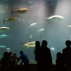 プレイバック　水族園