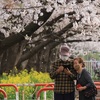 今年も桜の樹の下で