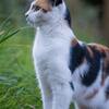 三毛猫ホームズの犯罪学講座　赤川次郎