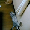 梅雨明け？