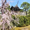 【京都】『知恩院』に行ってきました。 京都桜 京都観光 京都旅行 女子旅 