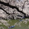 カクヤス、お花見会場まで飲み物届けます◎