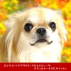 亀山サンシャインパークを４チワワと散歩【復活のティラたんとアチャモの秋休み◆その３】