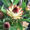 Daily Flowers  6/18/2024