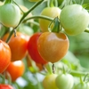 Top 5 Major Healthy Benefits of Tomatoes