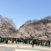 都内の桜