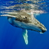 フィリピンで見つかったクジラの胃から40キロのプラスチック（ ＃DMM英会話 ）
