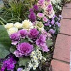 葉ぼたんは，冬の園芸植物の王者といった風格をもっています．現在は品種も多様で，品質も安定していて楽しめます．改良はほとんど日本でなされてきたとのこと．しかし，初めは，江戸時代「食用として」移入されました．　葉ぼたんはへだたりをりて見るゆゑか炎（も）えたつごときその牡丹色　吉野鉦二　　冷えびえと霙（みぞれ）が洗ふ戸の外の明るさ占めて葉牡丹はあり　木俣修　　　葉牡丹を置き白き女の座りゐる窓ありにけり夜ごろは寒く　佐藤佐太郎　