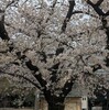 春の訪れに、この季節聴きたい曲の一つ。