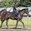 【一口馬主／リリーズキャンドルの23、トレジャーステイトの23】頓挫なく、順調が一番♪