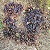 冬の植物の紅葉と黄葉。そして、褐葉。～色づく仕組み～