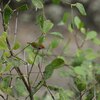 ノドグロサイホウチョウ(Dark-necked Tailorbird)