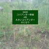 4/28はたけ　頑張れビーツ。