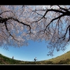 土手の桜