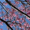 桜咲く