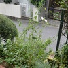 今朝のヤノネボンテンカと柑橘類そして夕方の仔猫