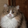 “話題の猫？サイベリアン”が気になる。