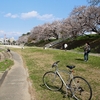 【ちょっとそこまで ４月２日 岡崎公園の桜】