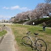 【ちょっとそこまで ４月２日 岡崎公園の桜】