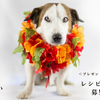【プレゼントキャンペーン】”Balanced Life”を美しく魅せる「レシピ」＆「愛犬や料理の写真」を募集