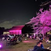 小金井公園の夜桜が幻想的でした！