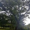 ８．２９（月・曇り）東証急落。岸田さん、日本のどこにそんな大金がある！　連光寺朝火事。