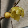 季節外れの「大雨」が降りました。