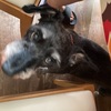ふくすけ特集やっちゃうよ
