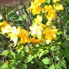 黄色い花３（ヤマブキ）