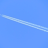 モズも、飛行機雲の乱飛を気にするのだろうか？(*´ω`*)