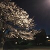 桜の花舞い上がる2019