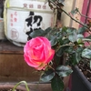 小川酒店　花歳時記