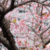 １月に桜の見れる熱海を散歩したよ